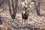 Mule Deer Bosque New Mexico 2020